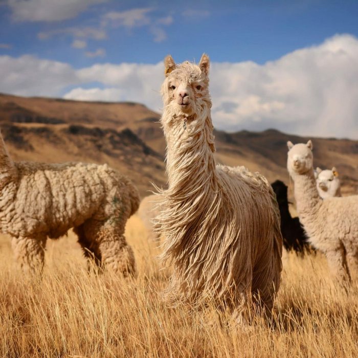 Llama-en-Peru-scaled