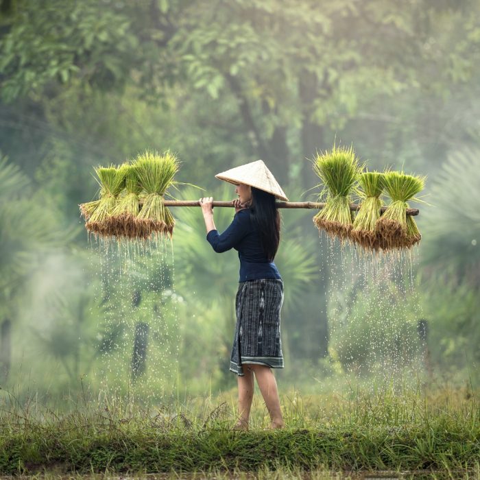 camboya 2