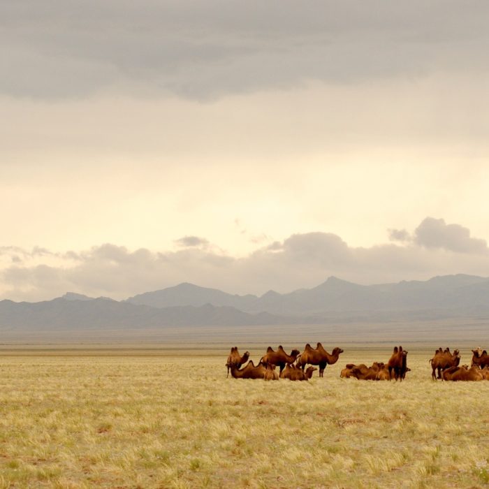 mongolia