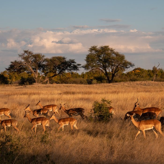 zimbabue 4